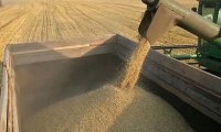 Планируемые поставки российского зерна за рубеж снижены