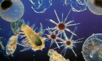 Планктон расскажет о новом массовом вымирании