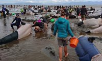 Почему дельфины выбрасываются на побережье Новой Зеландии?