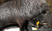 Почему морские котики занимаются сексом с пингвинами?