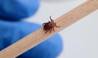  Почти два миллиона россиян привились от клещевого энцефалита