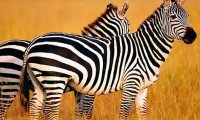 Для чего зебрам нужны полоски?