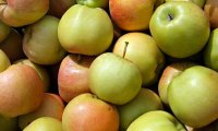 Польша наращивает экспорт яблок за счет обхода российского эмбарго