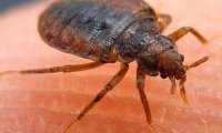 Постельные клопы пришли к людям от летучих мышей
