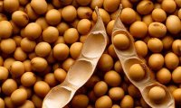 Потребление сои защищает человека от рака простаты