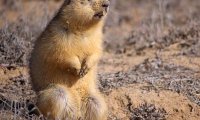 Поведение сусликов раскрыло причину женского одиночества