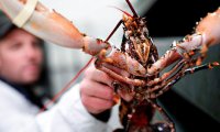 Правительство Швейцарии закрепило за раками право на достойную смерть