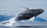 Прыжки помогают китам дышать под водой
