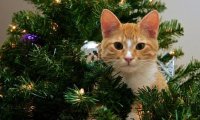Разгадан секрет противостояния котов и новогодних елок
