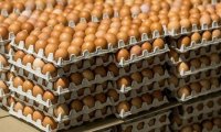 Республика Беларусь увеличила экспорт куриных яиц в Россию в 2,7 раза
