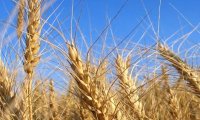 РФ стала мировым лидером по экспорту пшеницы