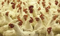 Россельхознадзор заявил о возможной вспышке птичьего гриппа