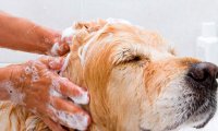 Российская косметическая компания запускает производство шампуней для собак