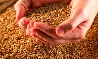 Российские аграрии нарастили экспорт зерна
