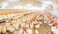 Российские птицефермы перестали наращивать производство