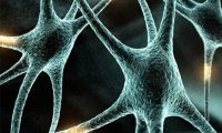 Российские ученые смогли восстановить нервные клетки
