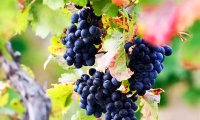 Российские виноградари не справляются с импортозамещением