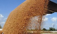 Россия –  мировой лидер по экспорту пшеницы