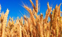 Россия сохранила лидерство по экспорту пшеницы