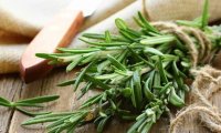Розмарин увеличивает продолжительность жизни