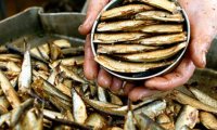 Рыбные консервы из попавшего под санкции РФ сырья останутся на прилавках