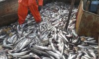 Рыбопромышленники усмотрели риск остановки вылова