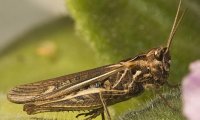Самцы сверчков испозьзуют подарки для повышения лояльности самок
