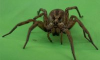 Самцы южноамериканских пауков-волков кровожаднее «Черной вдовы»