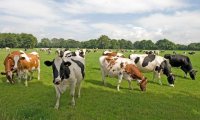 Саммит COP28: глобальные молочные компании присоединились к альянсу по сокращению выбросов метана