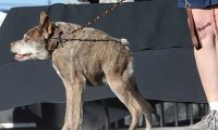 Самой уродливой собакой Америки был признан пес Квази Модо 