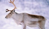 Северному оленю угрожают браконьеры и нефтяники