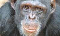 Шимпанзе способны отличить добро от зла