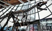 Скелет динозавра неизвестного вида продан более чем за $2 млн‍