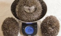 Слишком толстый еж теперь сидит на диете