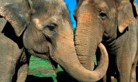Слоны-самцы любят "ушами", выяснили исследователи