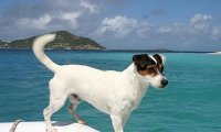 Собака преодолела 30 тысяч километров на яхте