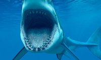 Согласно статистике, акулы убивают мужчин в девять раз чаще, чем женщин
