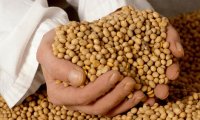 Соя может спровоцировать бесплодие у женщин