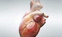 Создан уникальный протез сердца без биения и пульса