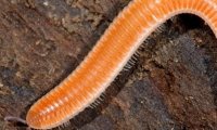 Спелеологи нашли новый вид многоножки с 414 ногами и 4 пенисами