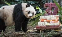 Старейшей в мире панде-долгожительнице исполнилось 37 лет