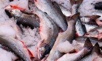 Стоимость горбуши на оптовом рынке обвалилась на 32%