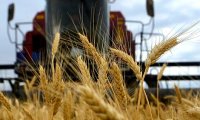 Стоимость пшеницы начала снижаться