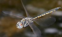 Стрекозы могут вычислить траекторию полета своей жертвы
