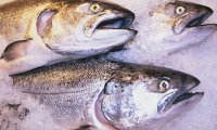 Свежий лосось в РФ сменяет замороженный
