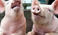 Свиньи тоже могут быть оптимистами или пессимистами