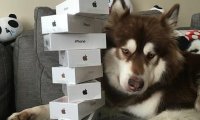 Сын китайского миллиардера купил своей собаке восемь iPhone 7 