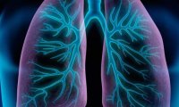 Модель ткани легких позволяет точно оценить последствия курения