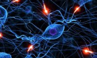 Техническая новинка зафиксирует на снимке работу всех нейронов