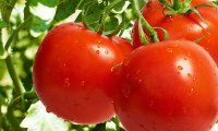 Томаты названы британскими экспертами лучшим средством от лишнего веса